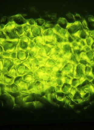 Equinox Waterwave 50W