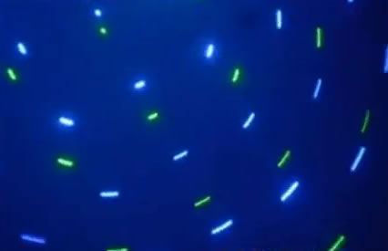 Laser UK Gallery 430mW Animation Laser with DMX ALt